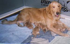 Ginger's Pups