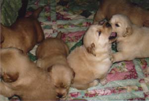 Ginger's Pups