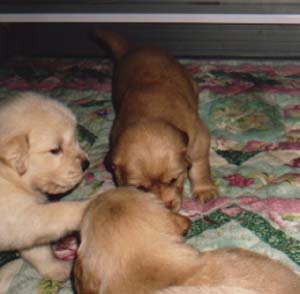Ginger's Pups