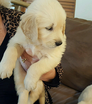 Paradise Golden Retrievers