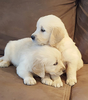 white golden retriever puppies price