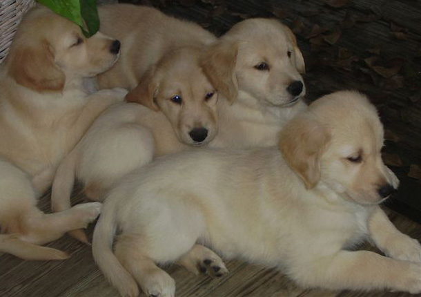 Paradise Golden Retrievers